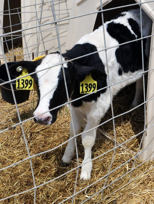 A common thought farmers may have when choosing an electrolyte for their calves is that they are all the same. With so many electrolytes available, it’s hard to know where to start looking.