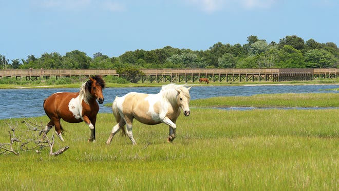 Maryland: If the "Misty of Chincoteague" series by Marguerite Henry captivated your imagination as a child, Assateague Island National Seashore ($20 per vehicle) is your best vacation spot in Maryland. Bring your own horse to explore trails and overnight at horse camp; or pitch a tent or level your RV at the island's campgrounds ($30 and up per night). Hike, kayak or backpack the island and enjoy the beauty of the wild horses that roam free. 
Chincoteague Island is just south of the Maryland-Virginia border. If you want to catch the Pony Penning festival, including the swimming of the horses and auction that you read about in the "Misty" books, reserve campsites or hotels early for the last Wednesday in July.