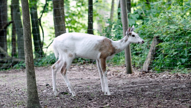 An albino deer looks for treats at the Shalom Wildlife Zoo near West Bend.