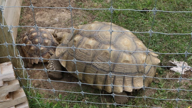 Tortoises crawl next to the fence where guests at the Shalom Wildlife Zoo can get a close look at them.