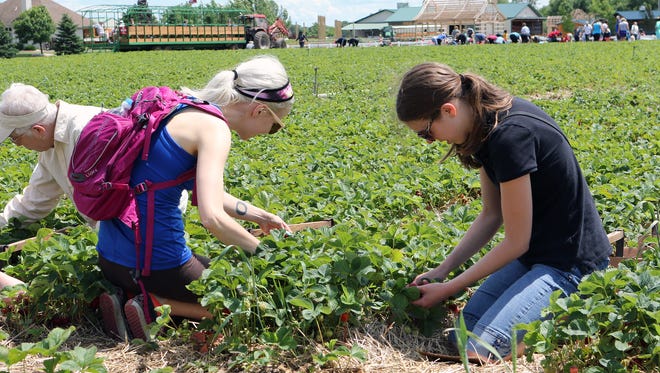 Heather Millar (left), of West Allis, and Katelynn Prebish, of Milwaukee, pick strawberries at Basse's Farm Market in Colgate on June 24. Millar and Prebish pick berries every year because it's fun and the berries can be frozen to enjoy all year long or made into jam.