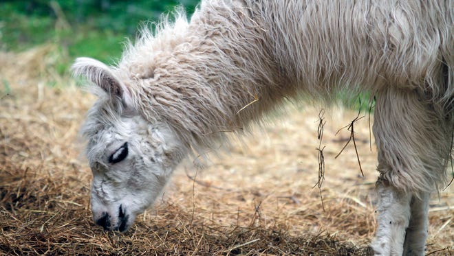 A llama enjoys a snack at the Shalom Wildlife Zoo in West Bend. Animals can be seen up close at the zoo.