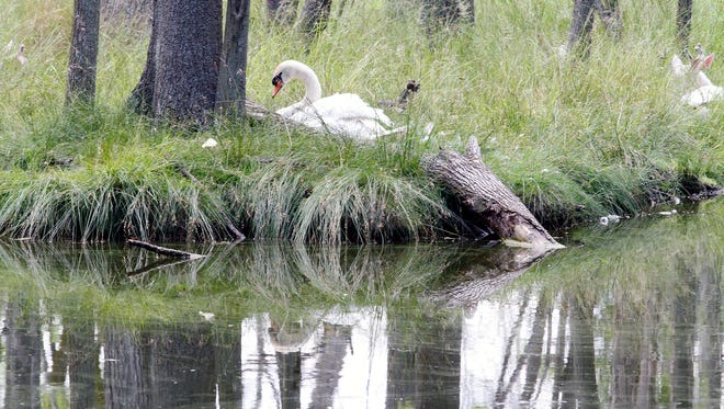 A swan sits with albino deer at Shalom Wildlife Zoo in West Bend on July 9. Animals at the zoo are in natural habitats.