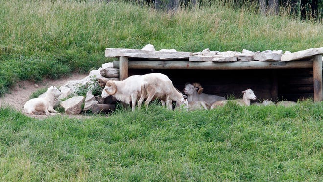 Dall Sheep stay cool at Shalom Wildlife Zoo near West Bend.