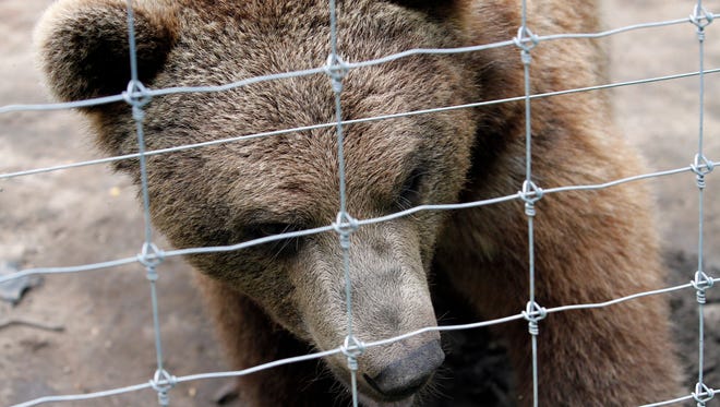 One of the bears at Shalom Wildlife Zoo looks for treats from guests on July 9. Animals at the zoo live in natural areas.
