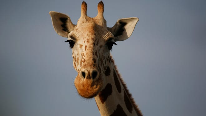 A giraffe from Africa's most endangered giraffe subspecies stands in the bush near Koure, Niger, in 2009.