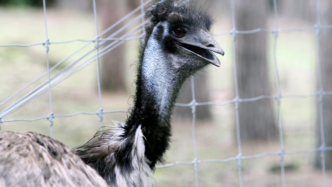 An emu watches guests pass by at the Shalom Wildlife Zoo near West Bend.