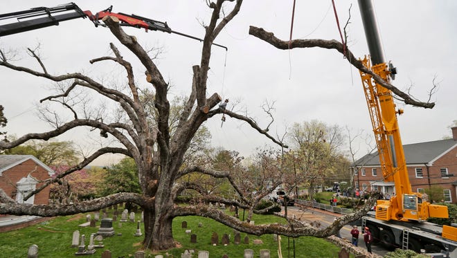 A large branch is lifted away from an oak tree in Basking Ridge, N.J., Monday, April 24, 2017.