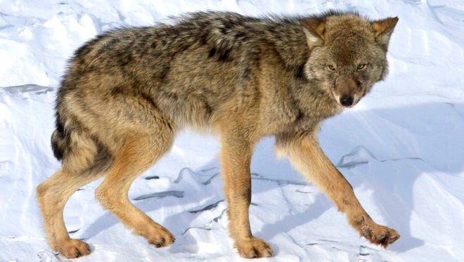 Only three wolves were spotted during the 2015 winter study at Isle Royale National Park.