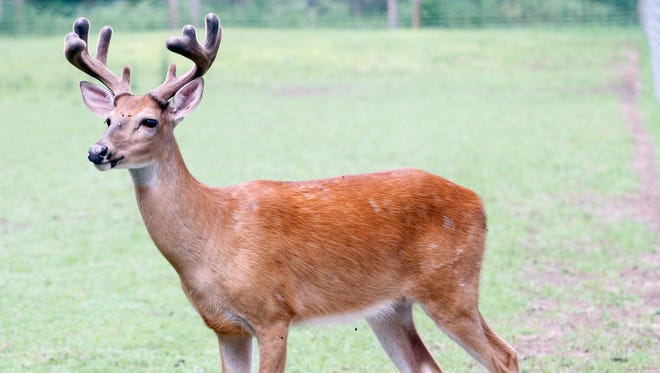 A buck sports a handsome set of antlers at the Shalom Wildlife Zoo near West Bend. The zoo started as a deer farm.