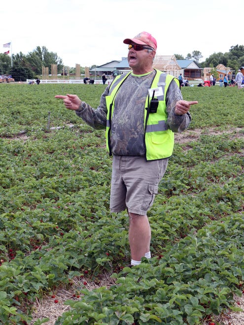Tim Hipenbecker at Basse's Farm Market in Colgate gives directions for those picking strawberries at the farm on June 24. Picking was concentrated on the best fields at the farm since the berries ripened at the same time this year.