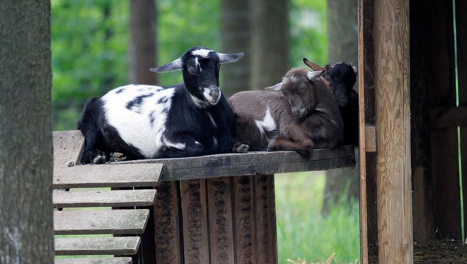 Goats rest in the small animal zoo at the Shalom Wildlife Zoo near West Bend. The zoo includes plenty of activities for children.