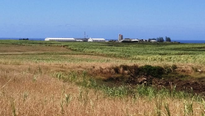 The distillery is surrounded by sugarcane fields.