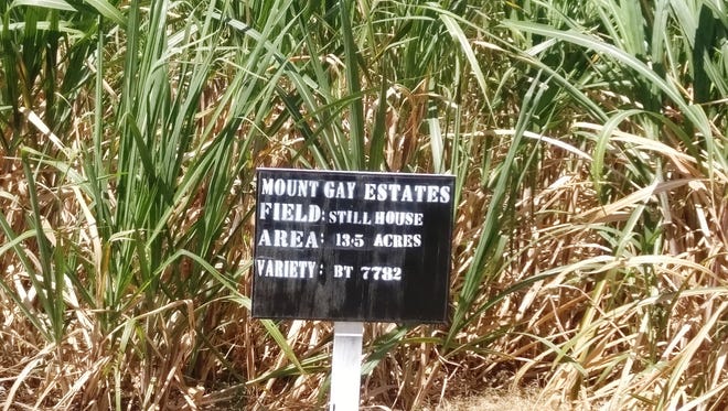 The cane fields on Mount Gay's actual estate indicate specific locale, but also the variety of sugarcane being grown. The distiller hopes to release an estate rum by 2022.