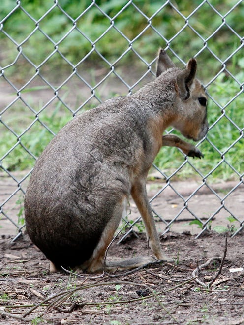 A mara cleans itself at the Shalom Wildlife Zoo in West Bend. The mara is a large rodent native to Argentina that is considered to be a near threatened species.