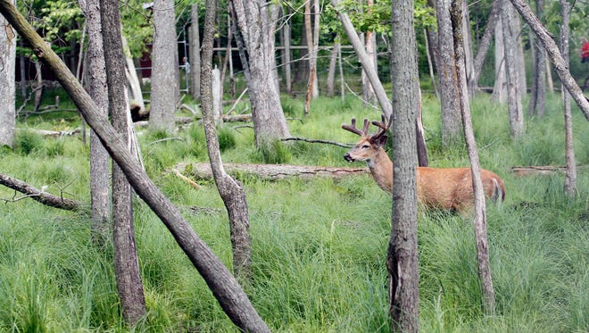 The Shalom Wildlife Zoo started as a deer farm near West Bend. Now more than 400 animals live in on 100 acres.