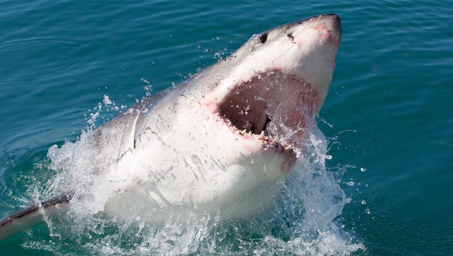 Great white sharks are a vulnerable species worldwide due to fishing.