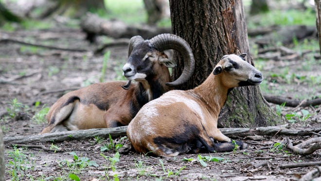 Mouflon sheep rest among trees at the Shalom Wildlife Zoo near West Bend.