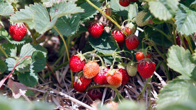 Strawberries ripened all at once at many farms in Wisconsin. The cold wet spring and rainy days during picking season put a damper on sales at some farms.