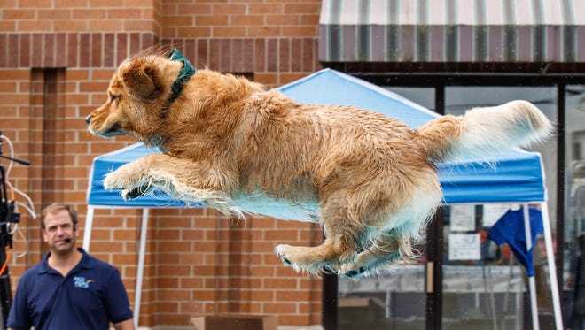 Jordy, a golden retriever owned by Amanda Rossbach of Hartland, takes flight during the Pier Pups canine dock jumping competition hosted by Petlicious Dog Bakery in Pewaukee on Sunday, Aug. 20, 2017.