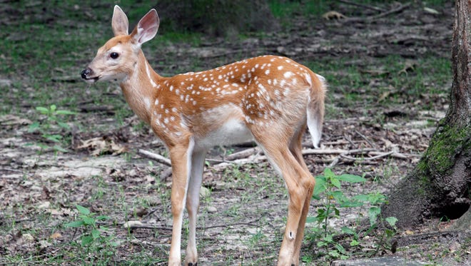 Fawns draw lots of attention at the Shalom Wildlife Zoo near West Bend. The zoo started as a deer farm.