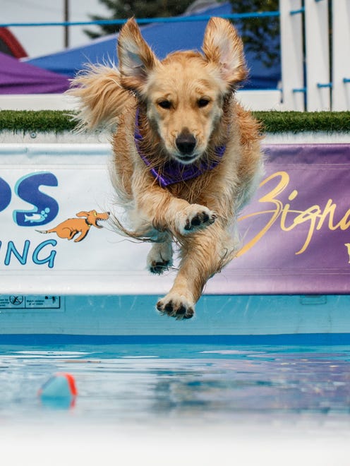 A competitor chases after a lure during the Pier Pups canine dock jumping competition hosted by Petlicious Dog Bakery in Pewaukee on Sunday, Aug. 20, 2017.