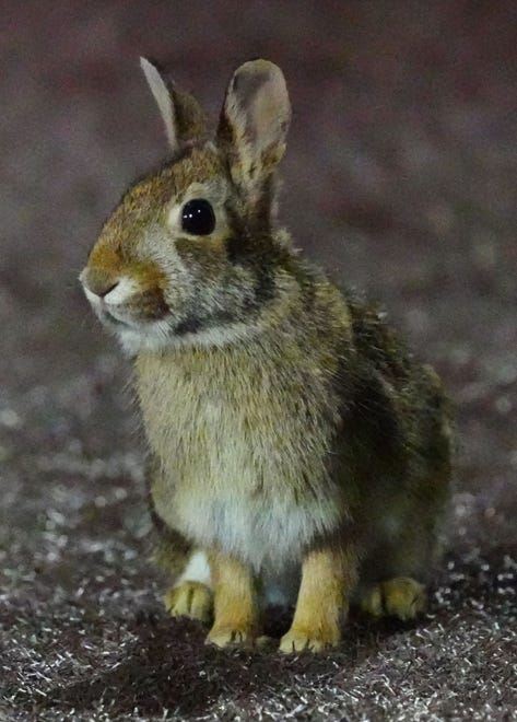 A rabbit pauses to watch the season opener between Waukesha South and Pius XI at Frame Park in Waukesha, Thursday, March 28, 2024. Waukesha South won 3-2.