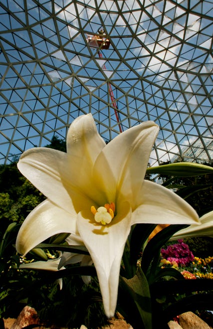 A large Easter lily basks in the sunlight at the Mitchell Park Domes in 2008.