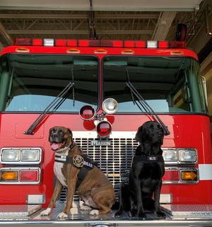 Bear, left, and Tesla are the first members of Western Lakes Fire District's therapy K9 program.