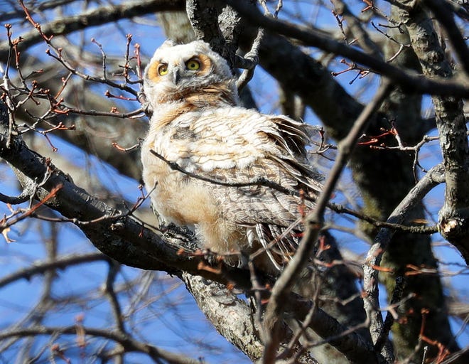 A great horned owlet perches on a tree branch along East Newton Avenue in Shorewood on April 27, 2020. It's part of a family of great horned owls that have made a home in a group of trees in the neighborhood.